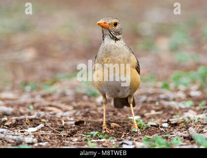 Kurrichane Merle Kurrichane-lijster,, Turdus libonyana Banque D'Images