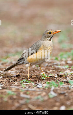 Kurrichane Merle Kurrichane-lijster,, Turdus libonyana Banque D'Images