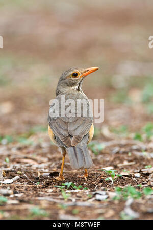 Kurrichane Merle Kurrichane-lijster,, Turdus libonyana Banque D'Images