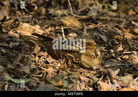 Horsfields Nachtzwaluw bosbodem slapend op ; le Colibri Grand dormir sur sol forestier Banque D'Images