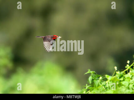 Rode Tiran dans viaje en avión rencontré voedsel Moucherolle vermillon ; (Pyrocephalus rubinus) en vol avec de la nourriture Banque D'Images