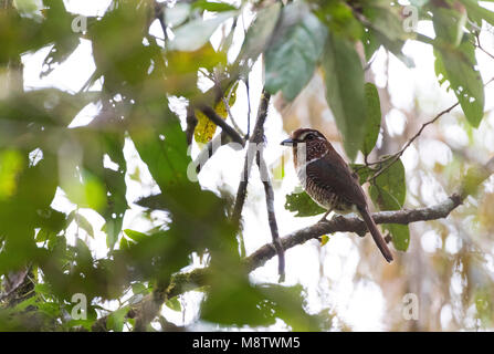 Gebandeerde Grondscharrelaar zittend en een boom ; de courtes pattes (Ground-Roller Brachypteracias leptosomus) perchées dans un arbre Banque D'Images