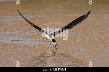 Amerikaanse Schaarbek, Black Skimmer Rynchops niger, Banque D'Images