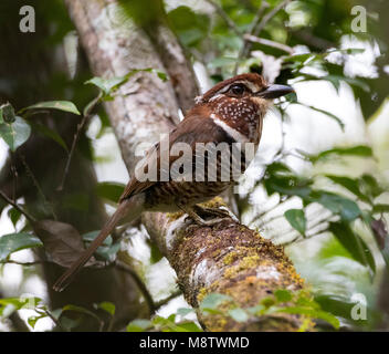 Gebandeerde Grondscharrelaar zittend en een boom ; de courtes pattes (Ground-Roller Brachypteracias leptosomus) perchées dans un arbre Banque D'Images