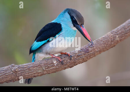 Teugelijsvogel, Blue-breasted Kingfisher, Halcyon malimbica Banque D'Images