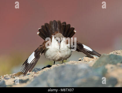 Baltsende Witbuikwipstaart ; Dancing Cinclode à ventre blanc (dans Marcapomacocha Grèbe palliatus), Pérou. Banque D'Images