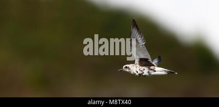 Vliegende Zilverplevier ; Gris Plover (Pluvialis squatarola) en vol Banque D'Images