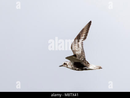 Vliegende Zilverplevier ; Gris Plover (Pluvialis squatarola) en vol Banque D'Images