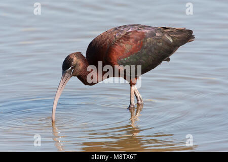 Zwarte Ibis, l'Ibis, Plegadis falcinellus Banque D'Images