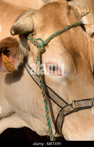 Portrait de la Blonde d'Aquitaine ou de vaches de boucherie Bovins avec l'étiquette d'identification à code-barres ou l'oreille Banque D'Images