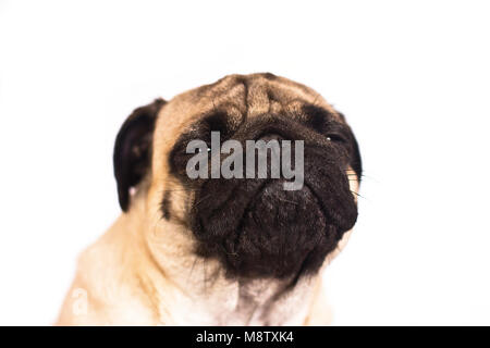 Le pug dog est assis et regarde avec la triste de grands yeux. Banque D'Images