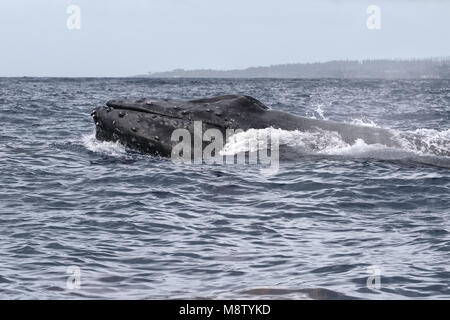 Whale à bosse swimmimg avec sa tête hors de l'océan à Lahaina sur Maui. Banque D'Images