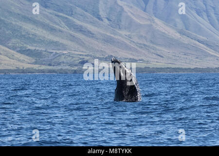 Petite baleine à bosse jouant dans l'océan près de Lahaina sur Maui. Banque D'Images