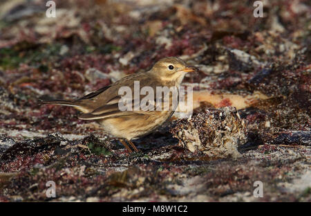 Amerikaanse Waterpieper, American Buff-bellied Pipit spioncelle Anthus rubescens rubescens , Banque D'Images