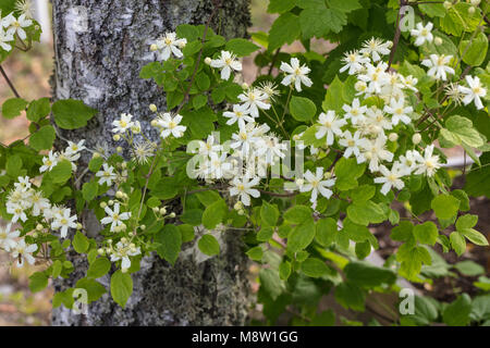 'Paul Farges, Summer Snow' Old Man's beard, Skogsklematis (Clematis vitalba) Banque D'Images