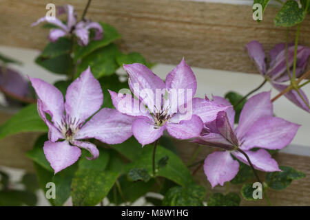 'Margaret Hunt' la fin de groupe à grande fleur, Sena storblommig gruppen (Clematis) Banque D'Images