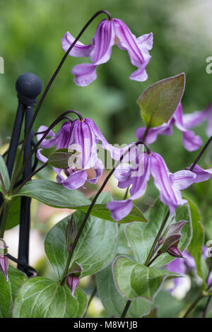 'Floris V' clematis solitaires, Helbladig klematis (Clematis integrifolia) Banque D'Images