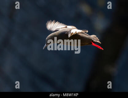 Zeekoet schaunisland, le Guillemot à miroir (Cepphus grylle arcticus, Banque D'Images