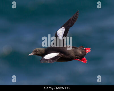 Zeekoet schaunisland, le Guillemot à miroir (Cepphus grylle arcticus, Banque D'Images