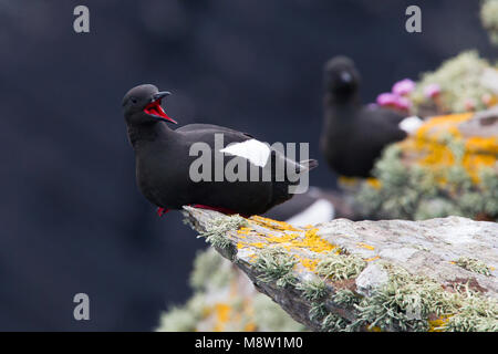 Zeekoet schaunisland, le Guillemot à miroir (Cepphus grylle arcticus, Banque D'Images