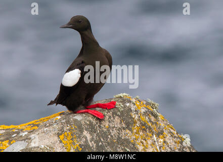 Zeekoet schaunisland, le Guillemot à miroir (Cepphus grylle arcticus, Banque D'Images