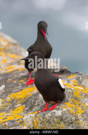 Zeekoet schaunisland, le Guillemot à miroir (Cepphus grylle arcticus, Banque D'Images