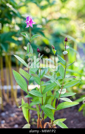 'Floris V' clematis solitaires, Helbladig klematis (Clematis integrifolia) Banque D'Images