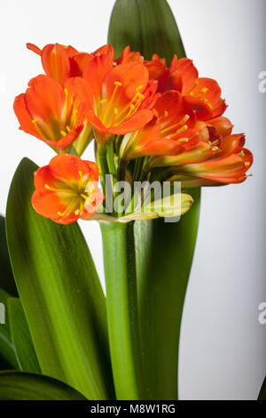 Lis kaffir, Mönjelilja (Clivia miniata) Banque D'Images