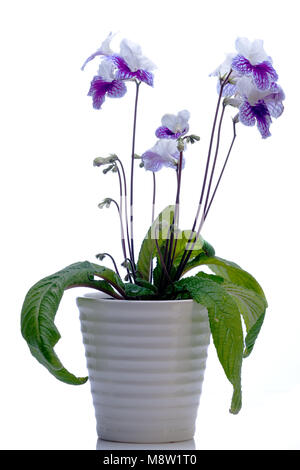 Cape Primrose, Kornettblomma (Streptocarpus hybrides) Banque D'Images