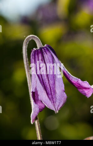 'Floris V' clematis solitaires, Helbladig klematis (Clematis integrifolia) Banque D'Images