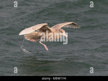 Grote Burgemeester, Goéland bourgmestre (Larus hyperboreus) Banque D'Images