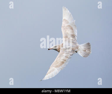 Grote Burgemeester, Goéland bourgmestre (Larus hyperboreus) Banque D'Images