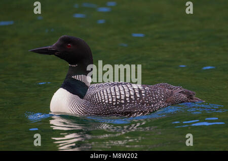 IJsduiker, Great Northern Plongeon huard, Gavia immer Banque D'Images