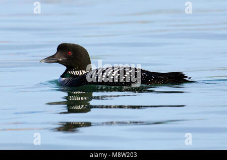 IJsduiker, Great Northern Plongeon huard, Gavia immer Banque D'Images
