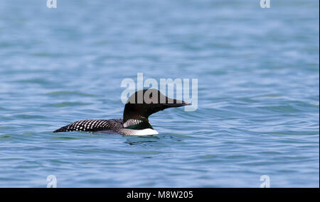 IJsduiker, Great Northern Plongeon huard, Gavia immer Banque D'Images
