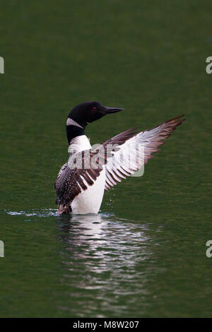 IJsduiker, Great Northern Plongeon huard, Gavia immer Banque D'Images