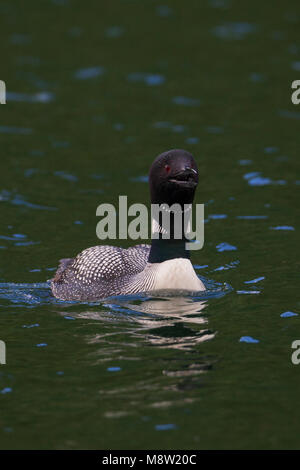 IJsduiker, Great Northern Plongeon huard, Gavia immer Banque D'Images