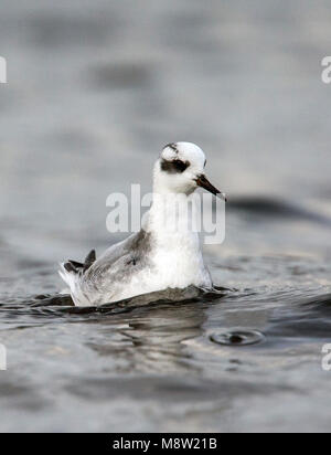 Rosse Franjepoot ; gris ; phalarope Phalaropus fulicarius Banque D'Images