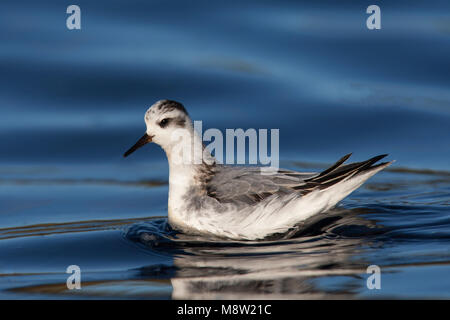 Rosse Franjepoot ; gris ; phalarope Phalaropus fulicarius Banque D'Images