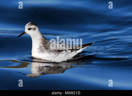 Rosse Franjepoot ; gris ; phalarope Phalaropus fulicarius Banque D'Images