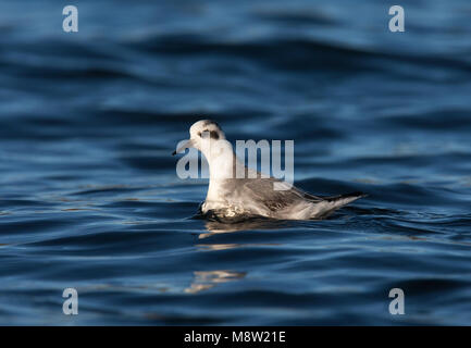 Rosse Franjepoot ; gris ; phalarope Phalaropus fulicarius Banque D'Images