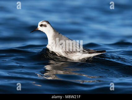 Rosse Franjepoot ; gris ; phalarope Phalaropus fulicarius Banque D'Images