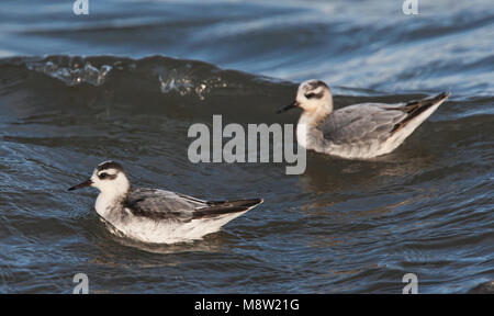 Rosse Franjepoot ; gris ; phalarope Phalaropus fulicarius Banque D'Images