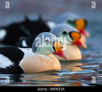 Koningseider ; l'Eider à tête grise (Somateria spectabilis) ; Banque D'Images