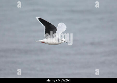 Dwergmeeuw, Mouette pygmée, Hydrocoloeus minutus Banque D'Images