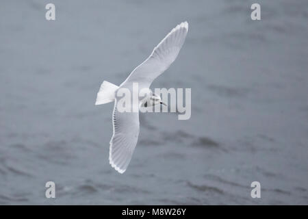 Dwergmeeuw, Mouette pygmée, Hydrocoloeus minutus Banque D'Images