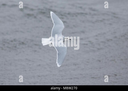 Dwergmeeuw, Mouette pygmée, Hydrocoloeus minutus Banque D'Images