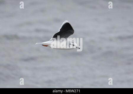 Dwergmeeuw, Mouette pygmée, Hydrocoloeus minutus Banque D'Images