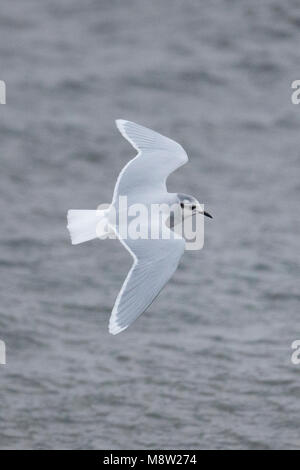 Dwergmeeuw, Mouette pygmée, Hydrocoloeus minutus Banque D'Images