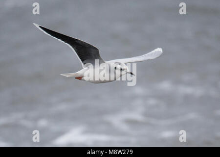 Dwergmeeuw, Mouette pygmée, Hydrocoloeus minutus Banque D'Images